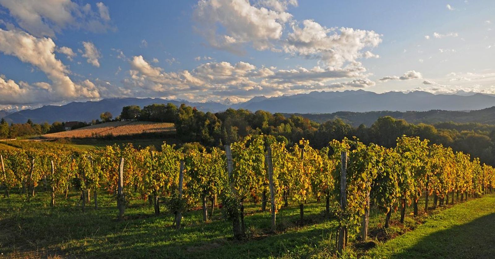 Foto de un bote de champú en manos de una mujer